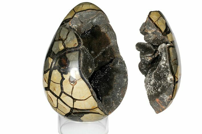 Bargain, Septarian Dragon Egg Geode - Removable Section #121276